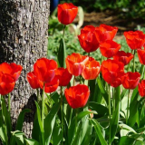 Грижа за лалета след цъфтеж в градината - какво и как да направя